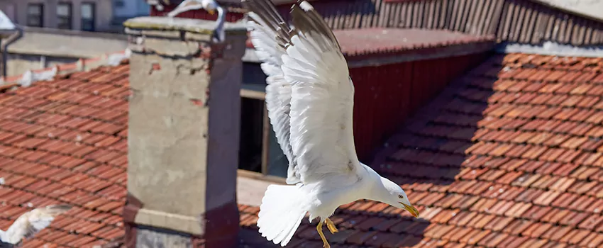 Residential Chimney Animal Removal Solution in Aiken, SC