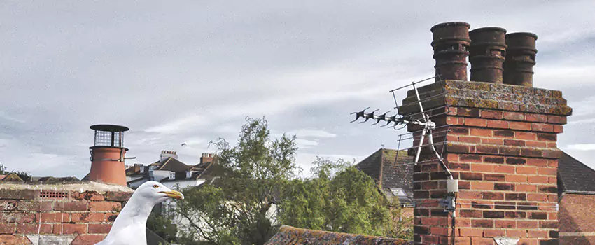 Chimney Cleaning And Restoration in Aiken, South Carolina